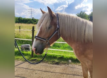 Rijnlandse Duitse Koudbloed, Merrie, 1 Jaar, 150 cm, Vos