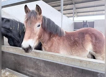 Rijnlandse Duitse Koudbloed, Merrie, 2 Jaar, 160 cm, Bruin