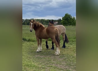 Rijnlandse Duitse Koudbloed, Merrie, 2 Jaar, 163 cm, Donkere-vos