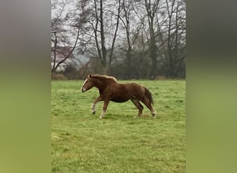 Rijnlandse Duitse Koudbloed, Merrie, 2 Jaar, 163 cm, Donkere-vos