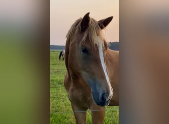 Rijnlandse Duitse Koudbloed, Merrie, 2 Jaar, 163 cm, Donkere-vos