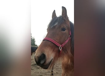 Rijnlandse Duitse Koudbloed Mix, Merrie, 3 Jaar, 150 cm, Lichtbruin