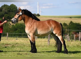 Rheinisch-Deutsches Kaltblut, Stute, 3 Jahre, 163 cm, Brauner