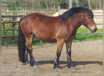 Rijnlandse Duitse Koudbloed, Merrie, 4 Jaar, 160 cm, Bruin