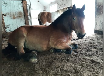 Rijnlandse Duitse Koudbloed, Merrie, 4 Jaar, 160 cm, Bruin