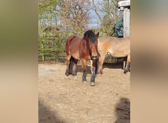 Rijnlandse Duitse Koudbloed, Merrie, 4 Jaar, 160 cm, Bruin