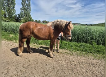 Rijnlandse Duitse Koudbloed, Merrie, 5 Jaar, 164 cm, Vos
