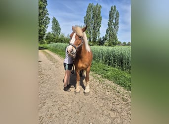 Rijnlandse Duitse Koudbloed, Merrie, 5 Jaar, 164 cm, Vos