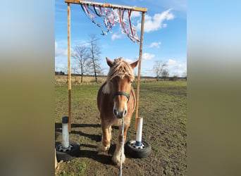 Rheinisch-Deutsches Kaltblut, Stute, 7 Jahre, 168 cm, Fuchs