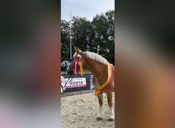 Rijnlandse Duitse Koudbloed, Merrie, 8 Jaar, 165 cm, Vos