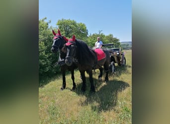 Rijnlandse Duitse Koudbloed, Merrie, 9 Jaar, 168 cm, Donkerbruin