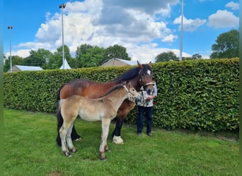 Rijnlandse Duitse Koudbloed, Merrie, veulen (04/2024), Bruin