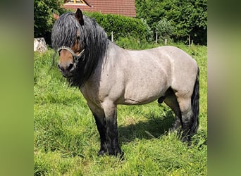Rijnlandse Duitse Koudbloed Mix, Ruin, 10 Jaar, 152 cm