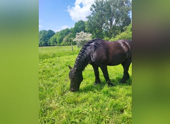 Rheinisch-Deutsches Kaltblut, Wallach, 12 Jahre, 156 cm, Rappe