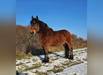 Rijnlandse Duitse Koudbloed, Ruin, 14 Jaar, Bruin