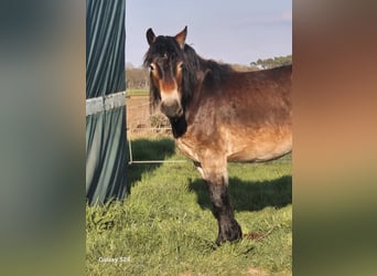 Rijnlandse Duitse Koudbloed Mix, Ruin, 3 Jaar, 165 cm, Bruin