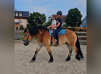 Rijnlandse Duitse Koudbloed, Ruin, 4 Jaar, 170 cm, Bruin