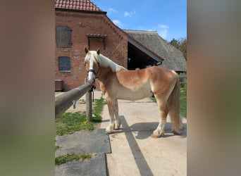 Rijnlandse Duitse Koudbloed, Ruin, 5 Jaar, 159 cm, Vos