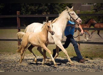 Arabian Partbred, Stallion, 13 years, 15 hh, Buckskin
