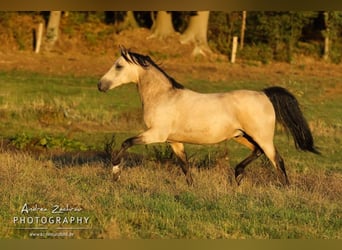 Arabian Partbred, Stallion, 13 years, 15 hh, Buckskin