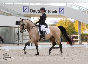 Arabisches Partbred, Hengst, 13 Jahre, 154 cm, Buckskin