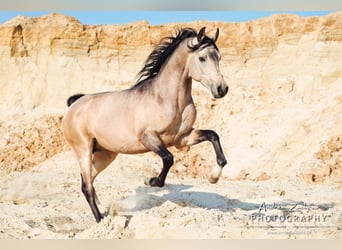 Partbred árabe, Semental, 13 años, 154 cm, Buckskin/Bayo