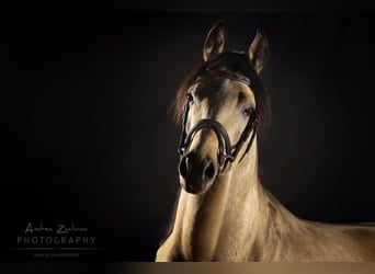 Partbred árabe, Semental, 13 años, 154 cm, Buckskin/Bayo