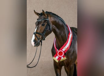 Koń westfalski, Ogier, 15 lat, 174 cm, Ciemnogniada