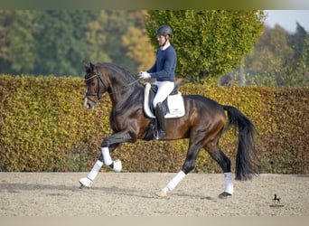 Westfaliano, Semental, 15 años, 174 cm, Castaño oscuro