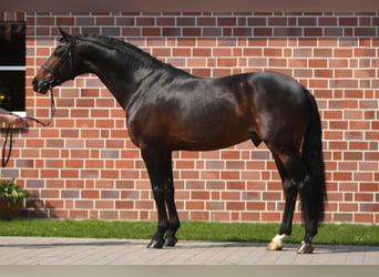 Westphalian, Stallion, 21 years, 16.3 hh, Bay-Dark