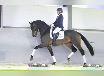 Koń westfalski, Ogier, 7 lat, 170 cm, Skarogniada