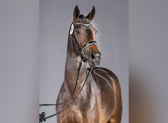 Westfaal, Hengst, 7 Jaar, 170 cm, Zwartbruin