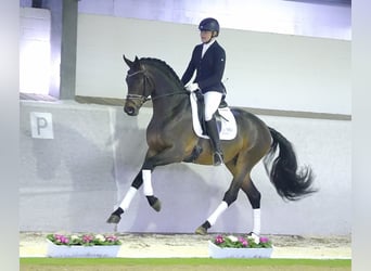 Westfaal, Hengst, 7 Jaar, 170 cm, Zwartbruin