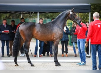 Westfaal, Hengst, 7 Jaar, 170 cm, Zwartbruin