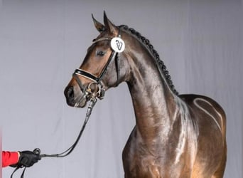Westfaal, Hengst, 7 Jaar, 170 cm, Zwartbruin
