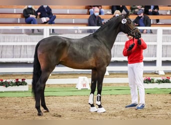 Westfaal, Hengst, 7 Jaar, 170 cm, Zwartbruin
