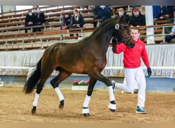 Westfaal, Hengst, 7 Jaar, 170 cm, Zwartbruin