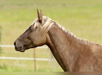 Rocky Mountain-häst, Sto, 5 år, 148 cm, Gulbrun