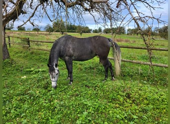 Rocky Mountain Horse Blandning, Stute, 5 Jahre, 150 cm, Rappschimmel