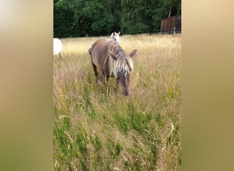 Rocky Mountain-häst, Sto, 7 år, 148 cm, Brun
