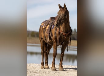 Rocky Mountain-häst, Valack, 10 år, Brun