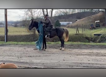 Rocky Mountain-häst, Valack, 11 år, 155 cm, Brun