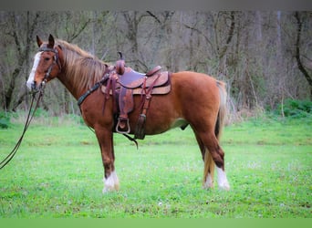 Rocky Mountain-häst, Valack, 12 år, 152 cm, Brun