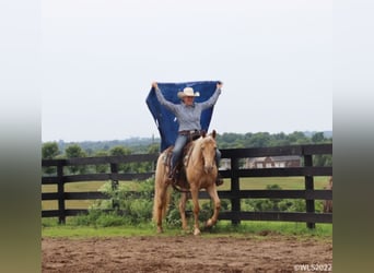 Rocky Mountain-häst, Valack, 12 år, 152 cm, Palomino