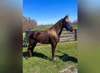 Rocky Mountain-häst, Valack, 3 år, 142 cm, Ljusbrun