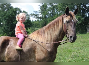 Rocky Mountain-häst, Valack, 4 år, 142 cm, Brun