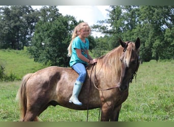 Rocky Mountain-häst, Valack, 4 år, 142 cm, Brun