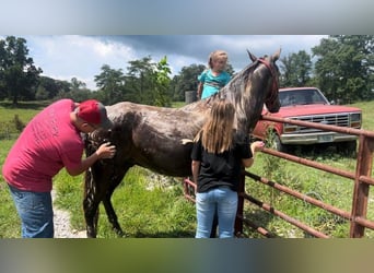 Rocky Mountain-häst, Valack, 4 år, 142 cm, Brun