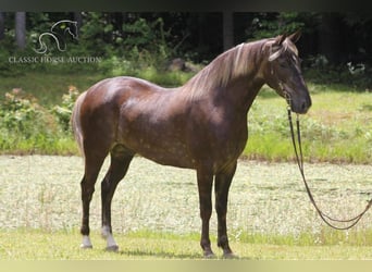 Rocky Mountain-häst, Valack, 5 år, 142 cm, Brun