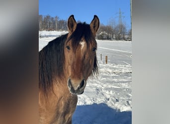Rocky Mountain-häst, Valack, 6 år, 150 cm, Gulbrun